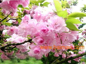 濰坊國慶菊優(yōu)質(zhì)貨源尋蹤 批發(fā)生產(chǎn)廠家、價格及禮品花卉銷售指南